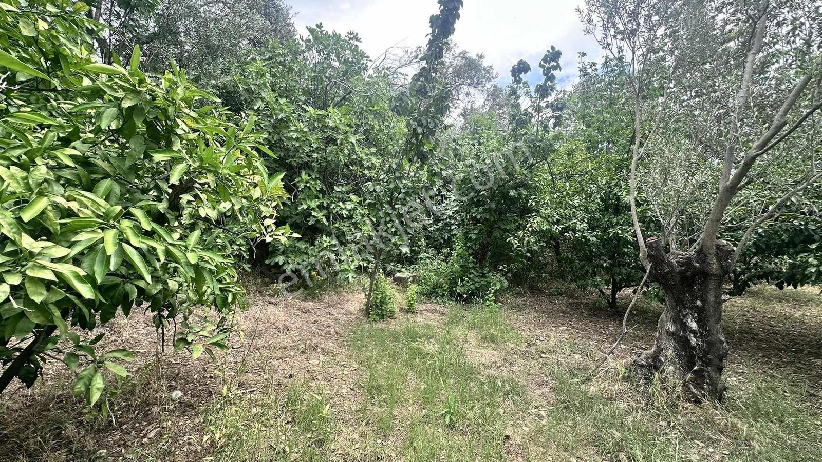 Zeytinli Çay Kenarı İçinde Elk Su Ve Yapı Olan Zeytinlik - Görsel 10