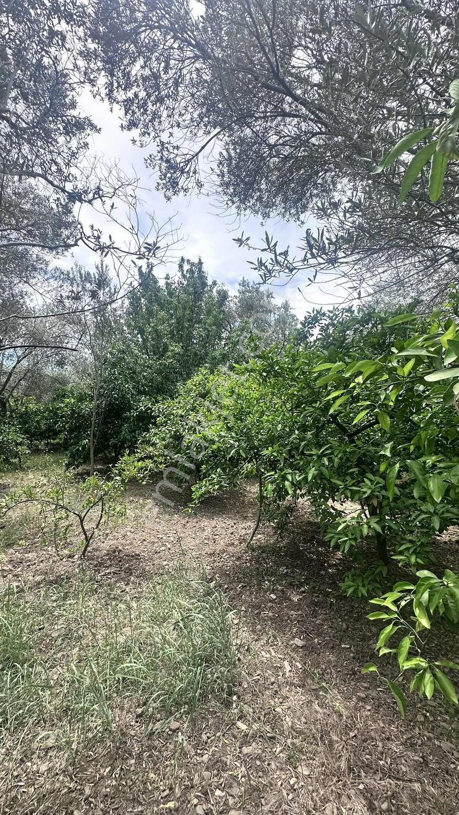 Zeytinli Çay Kenarı İçinde Elk Su Ve Yapı Olan Zeytinlik - Görsel 20