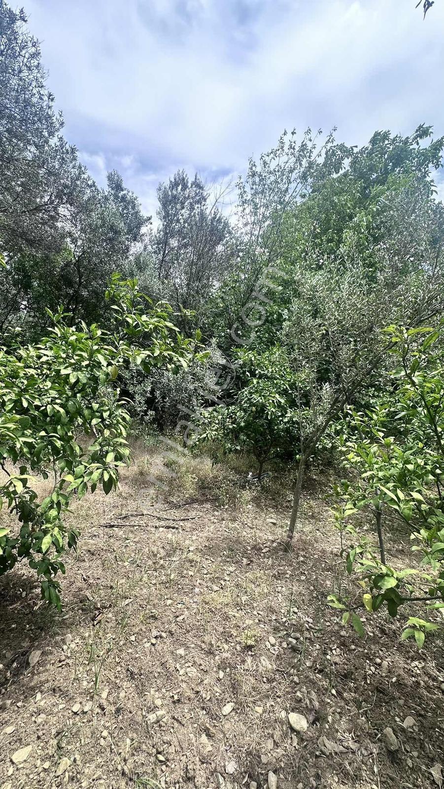 Zeytinli Çay Kenarı İçinde Elk Su Ve Yapı Olan Zeytinlik - Görsel 22