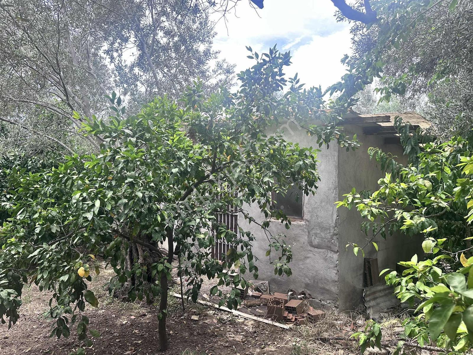 Zeytinli Çay Kenarı İçinde Elk Su Ve Yapı Olan Zeytinlik - Görsel 33