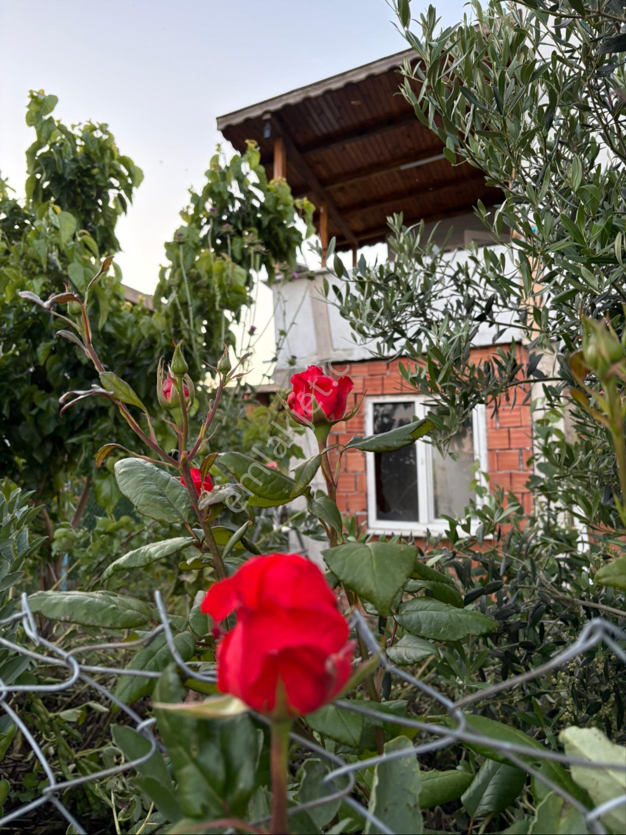Şarköy Sahibünden Yazlık - Görsel 6
