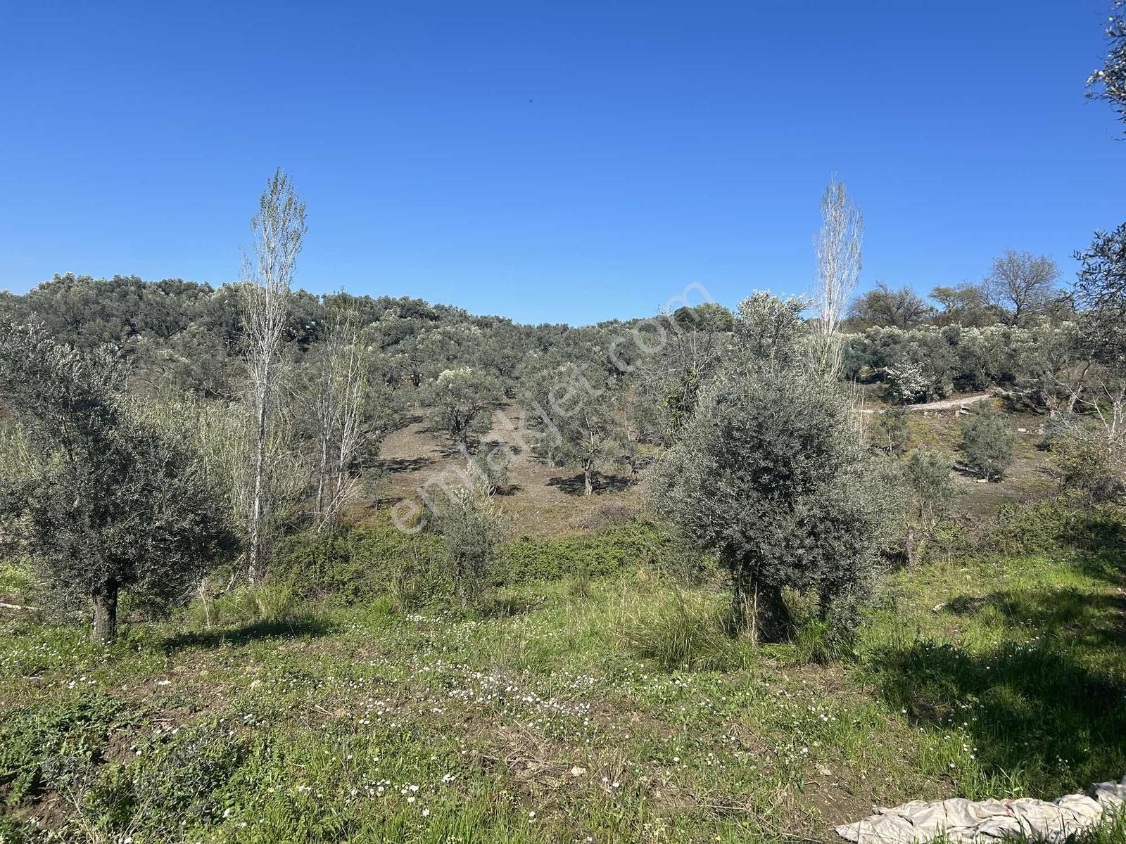 İzmir Selçuk Gökçealan Köyünde Satılık Zeytinlik - Görsel 2