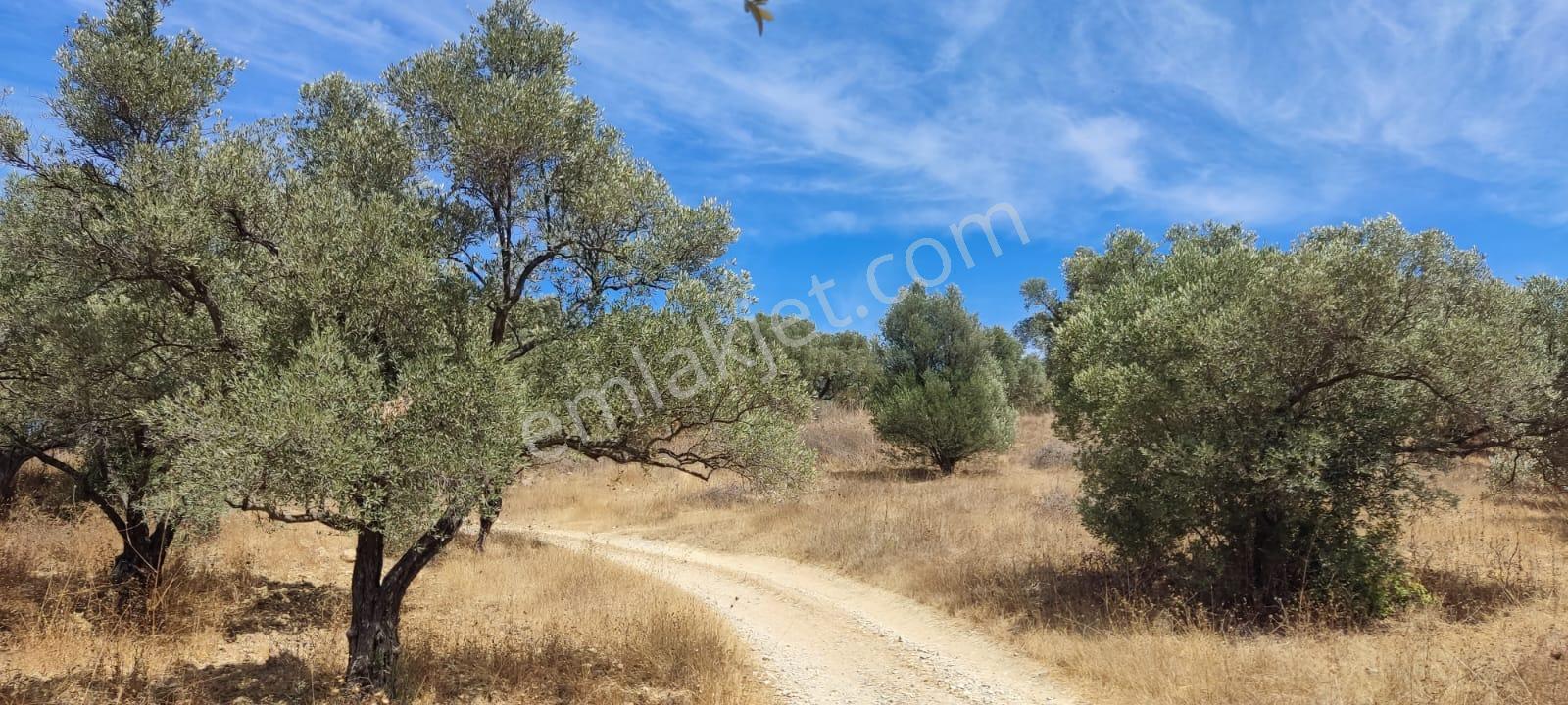 Kuşadası Ege Mah, Full Denız, Imarlı 860m2 Satılık Arsa - Görsel 2