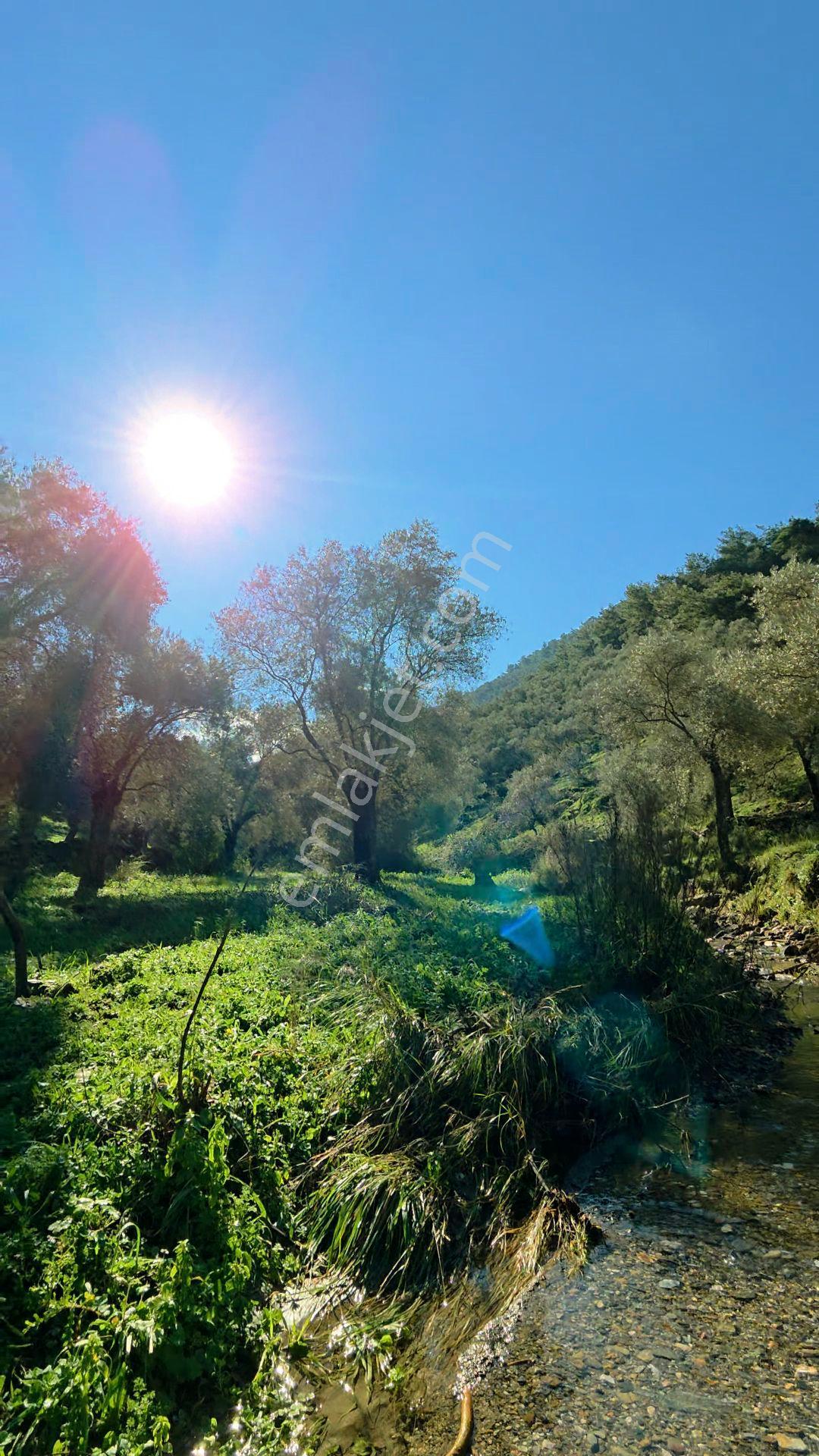 Muğla Milas Eğridere Satılık Zeytinlik - Görsel 13