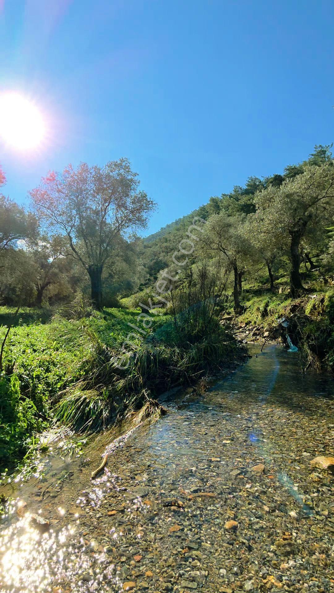 Muğla Milas Eğridere Satılık Zeytinlik - Görsel 14
