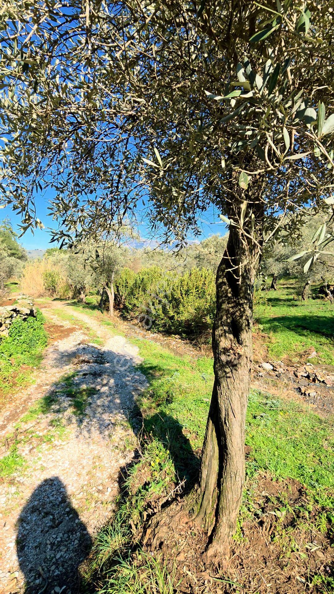 Muğla Milas Eğridere Satılık Zeytinlik - Görsel 2