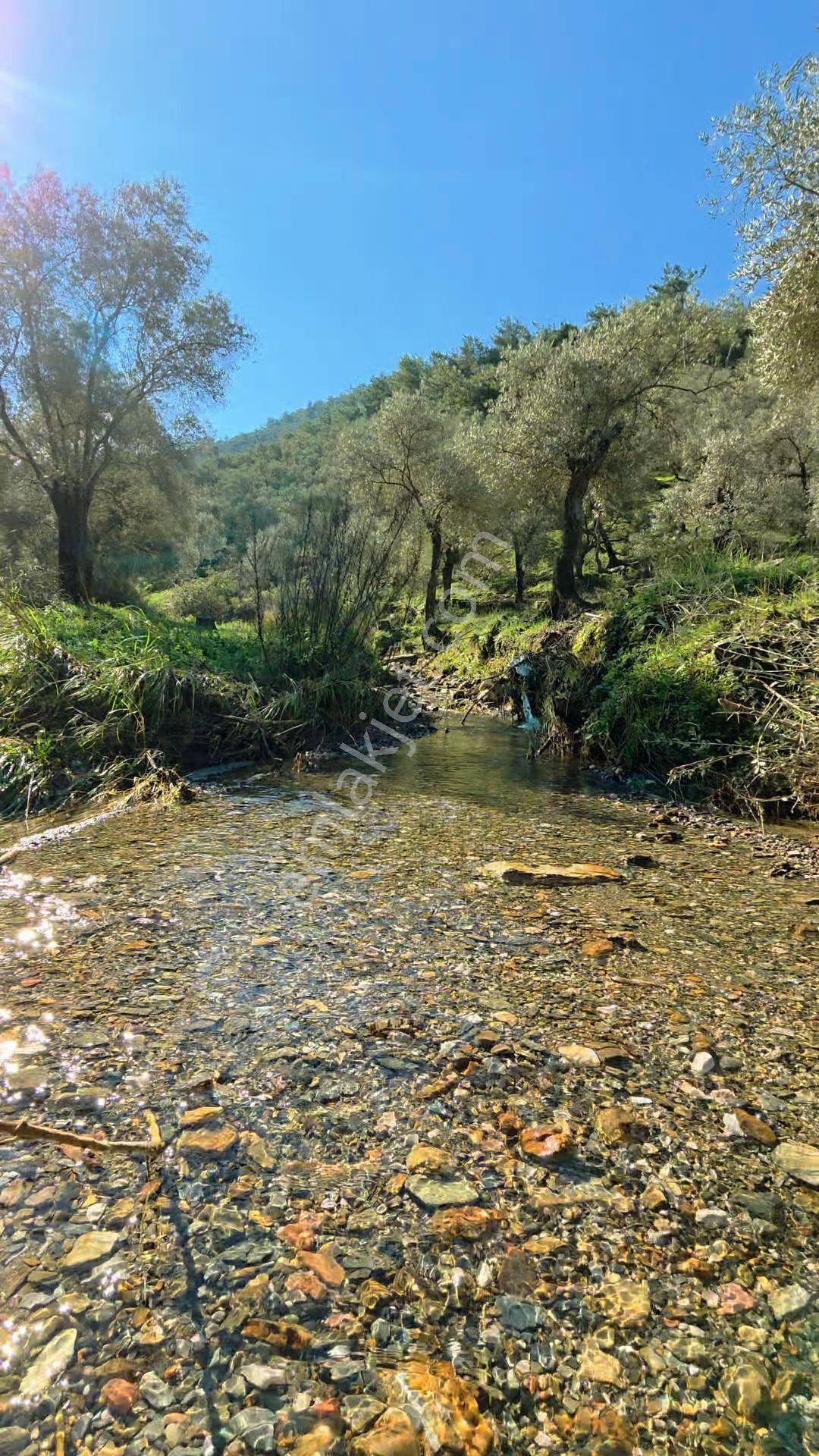 Muğla Milas Eğridere Satılık Zeytinlik - Görsel 12