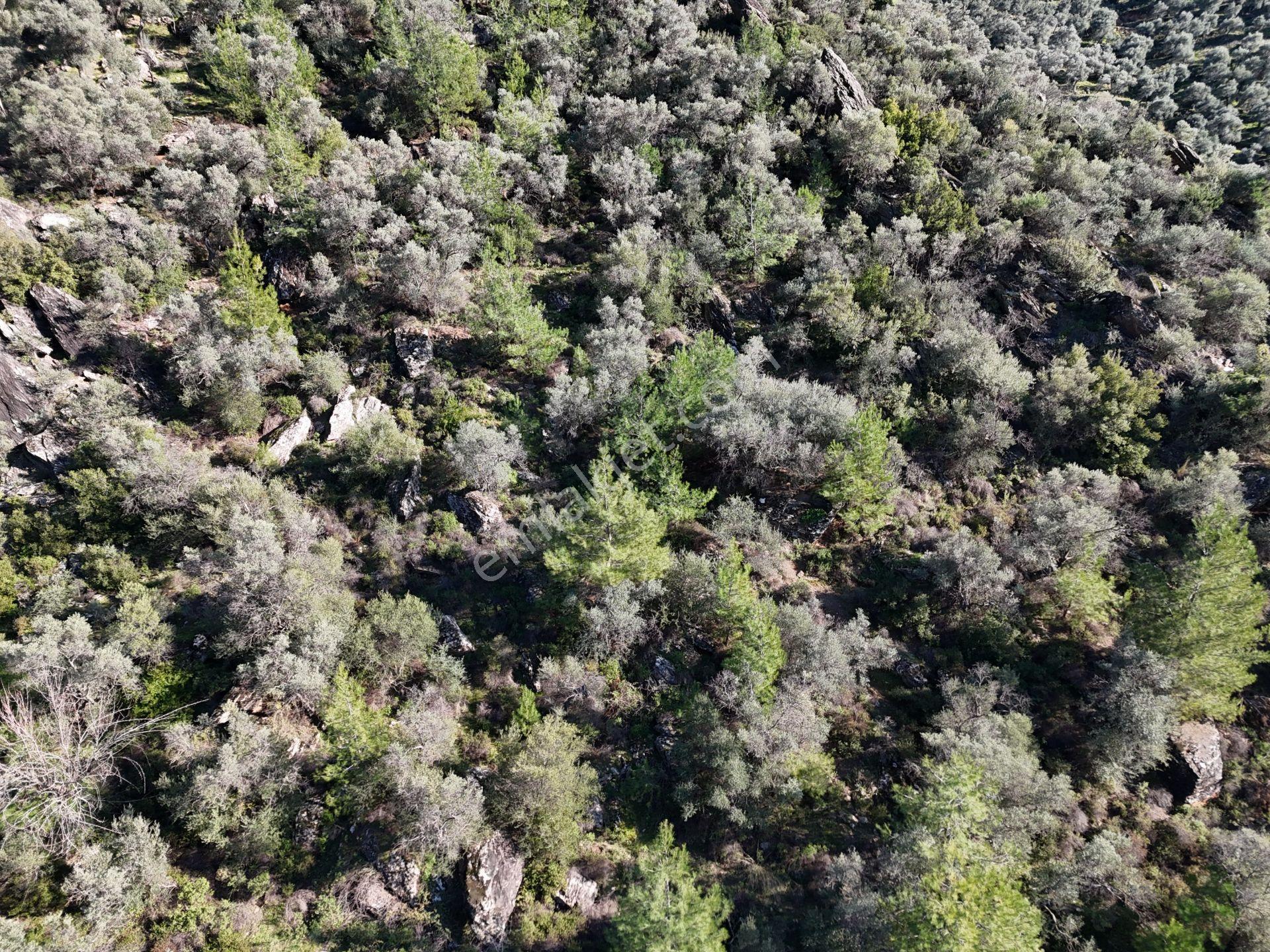 Milas Kandak'ta Asfalta Sıfır Fırsat Fiyata Zeytinlik - Görsel 11