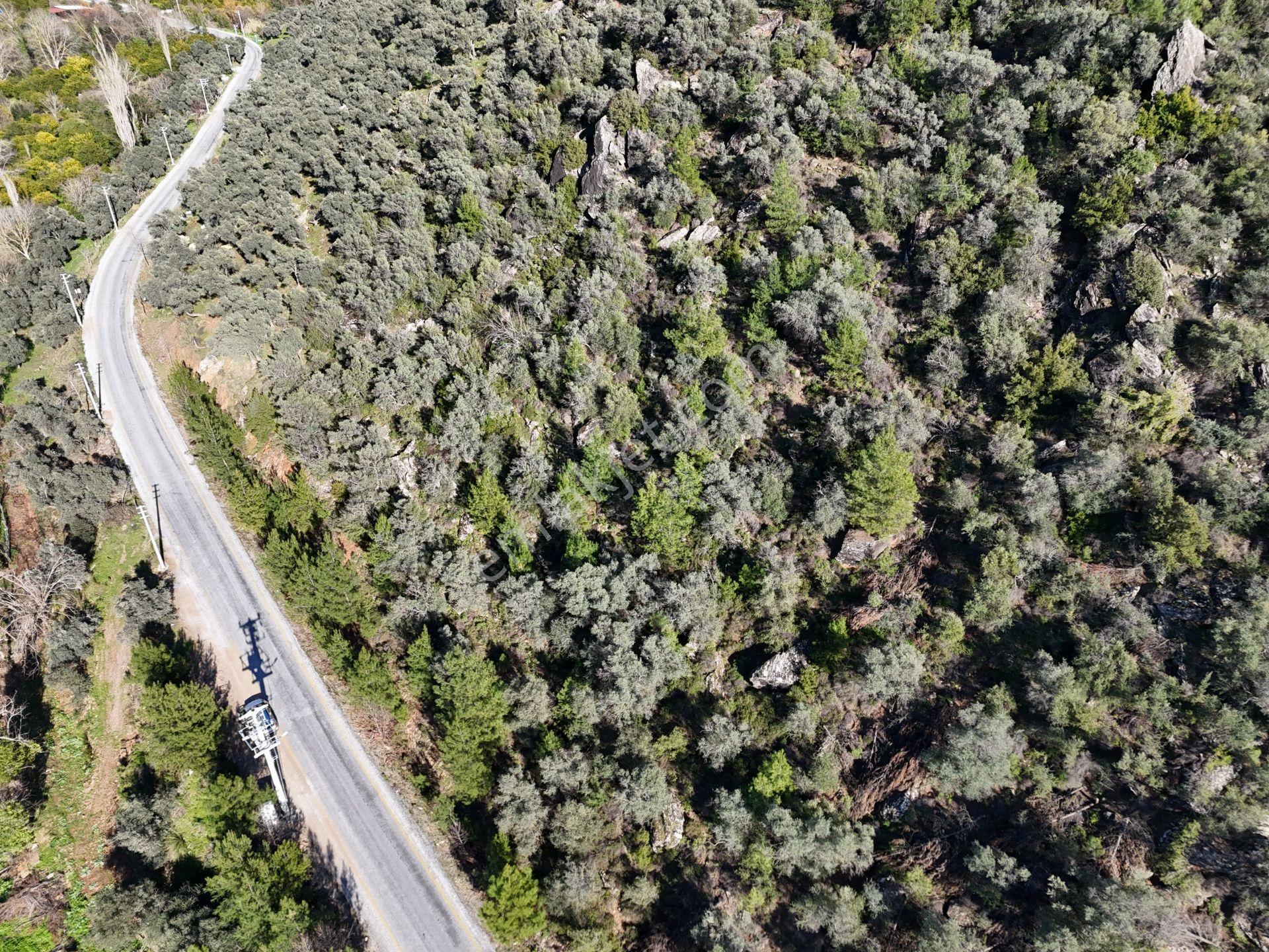 Milas Kandak'ta Asfalta Sıfır Fırsat Fiyata Zeytinlik - Görsel 9