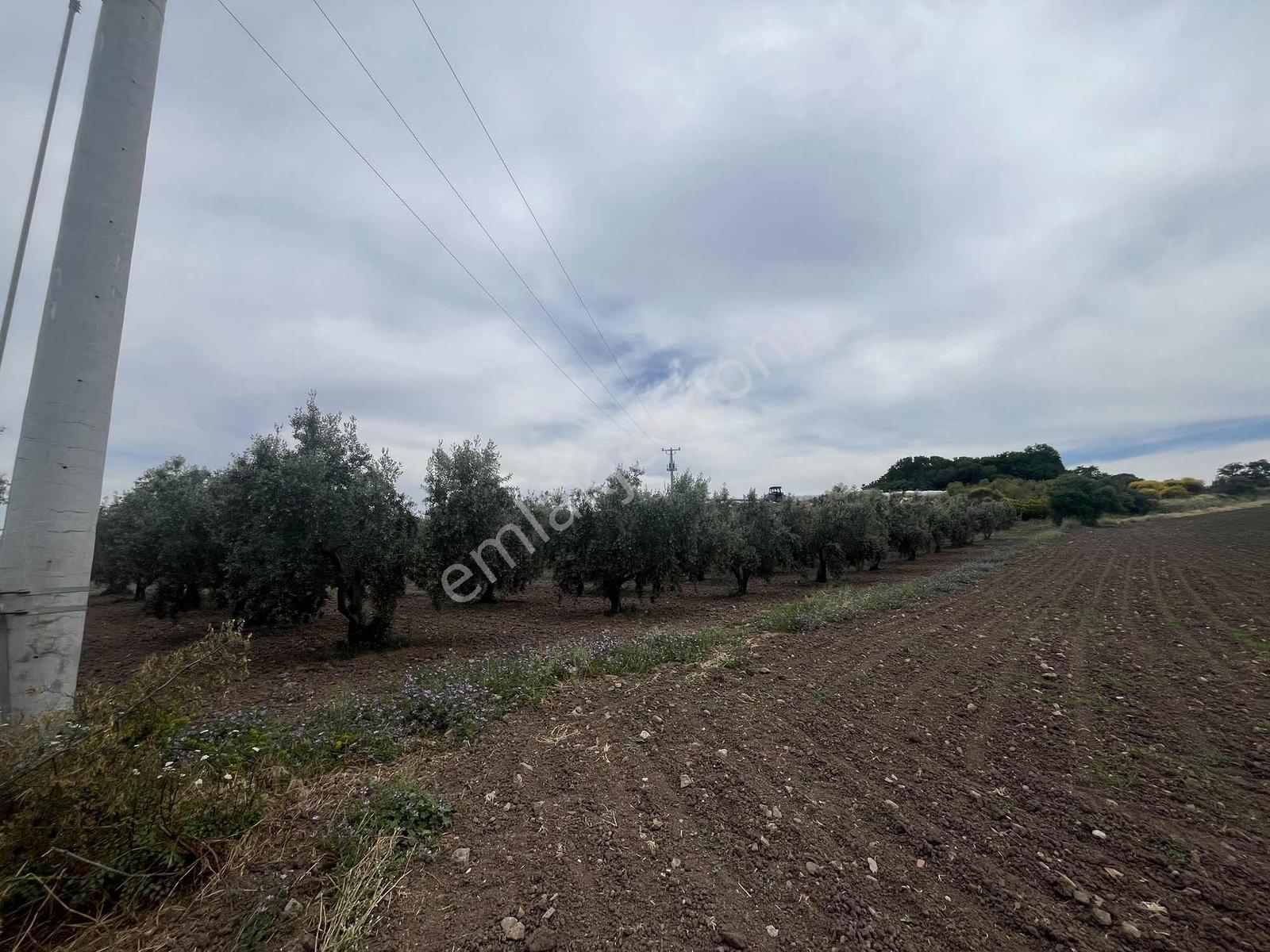 Şirinçavuş Asfalta Cephe Deniz Manzara Zeytinlik - Görsel 7