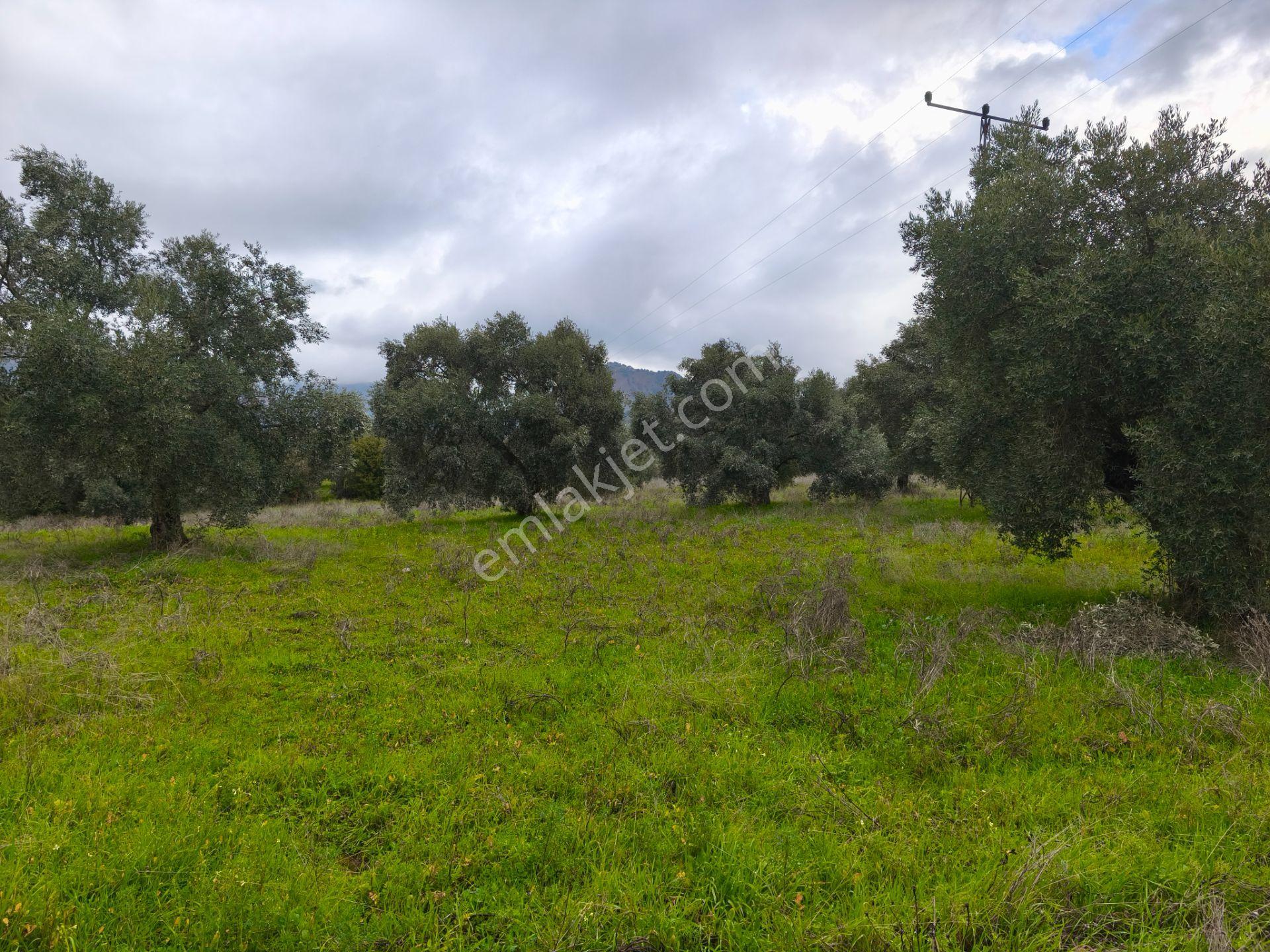 Atça Yağdere'de Yolu Olan Elektrik Hatlı 8.748 M² Zeytinlik - Görsel 5