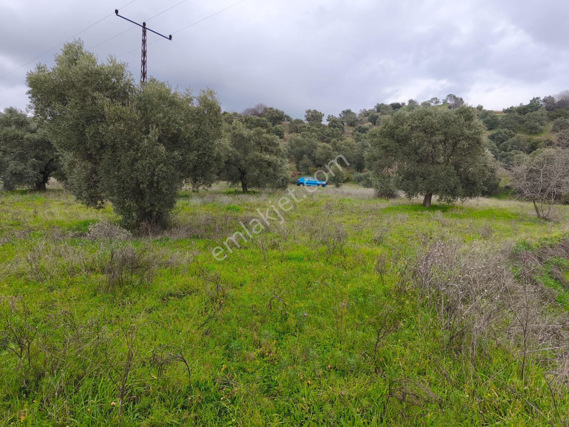 Atça Yağdere'de Yolu Olan Elektrik Hatlı 8.748 M² Zeytinlik - Görsel 12