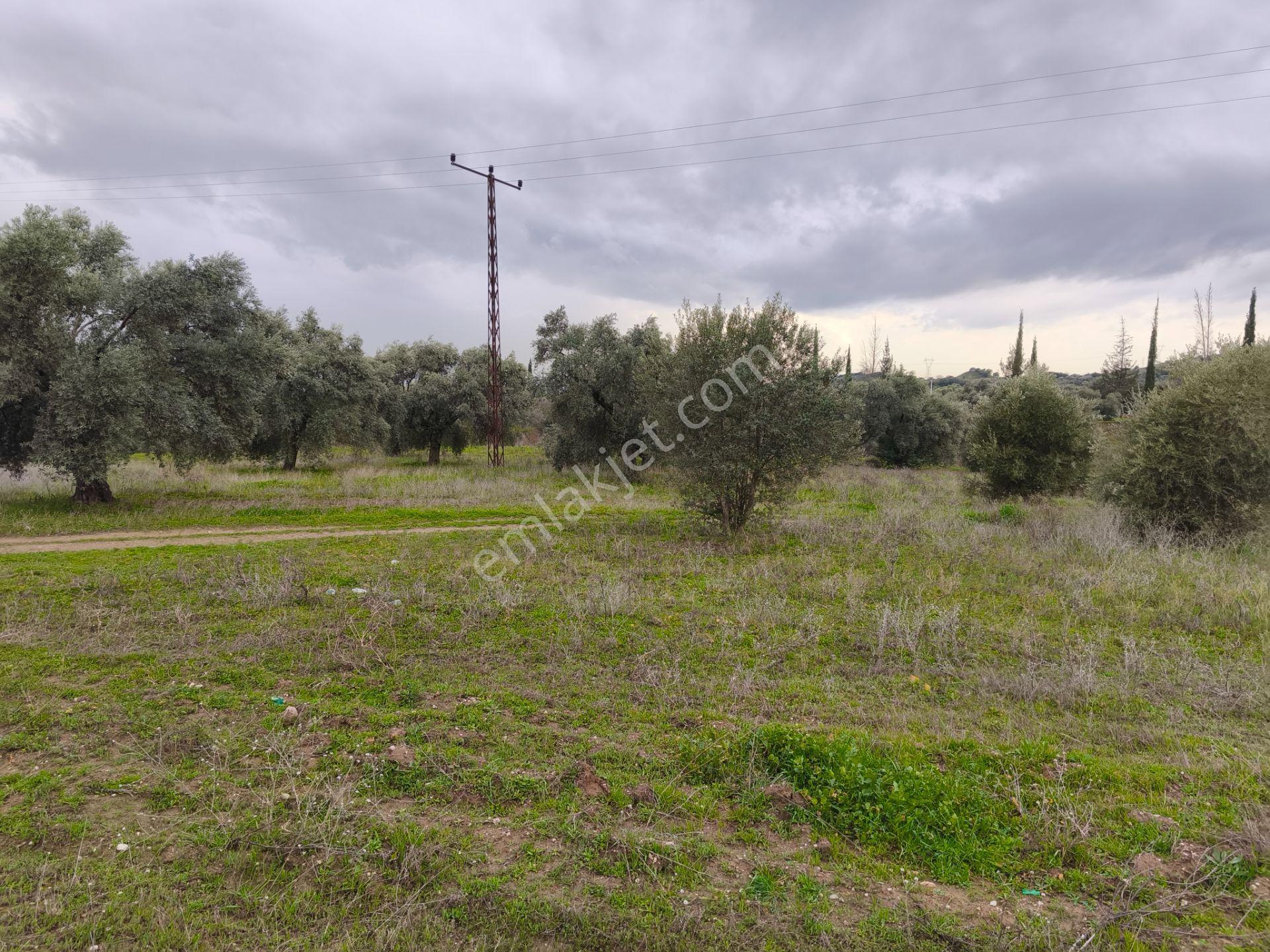 Atça Yağdere'de Yolu Olan Elektrik Hatlı 8.748 M² Zeytinlik - Görsel 15