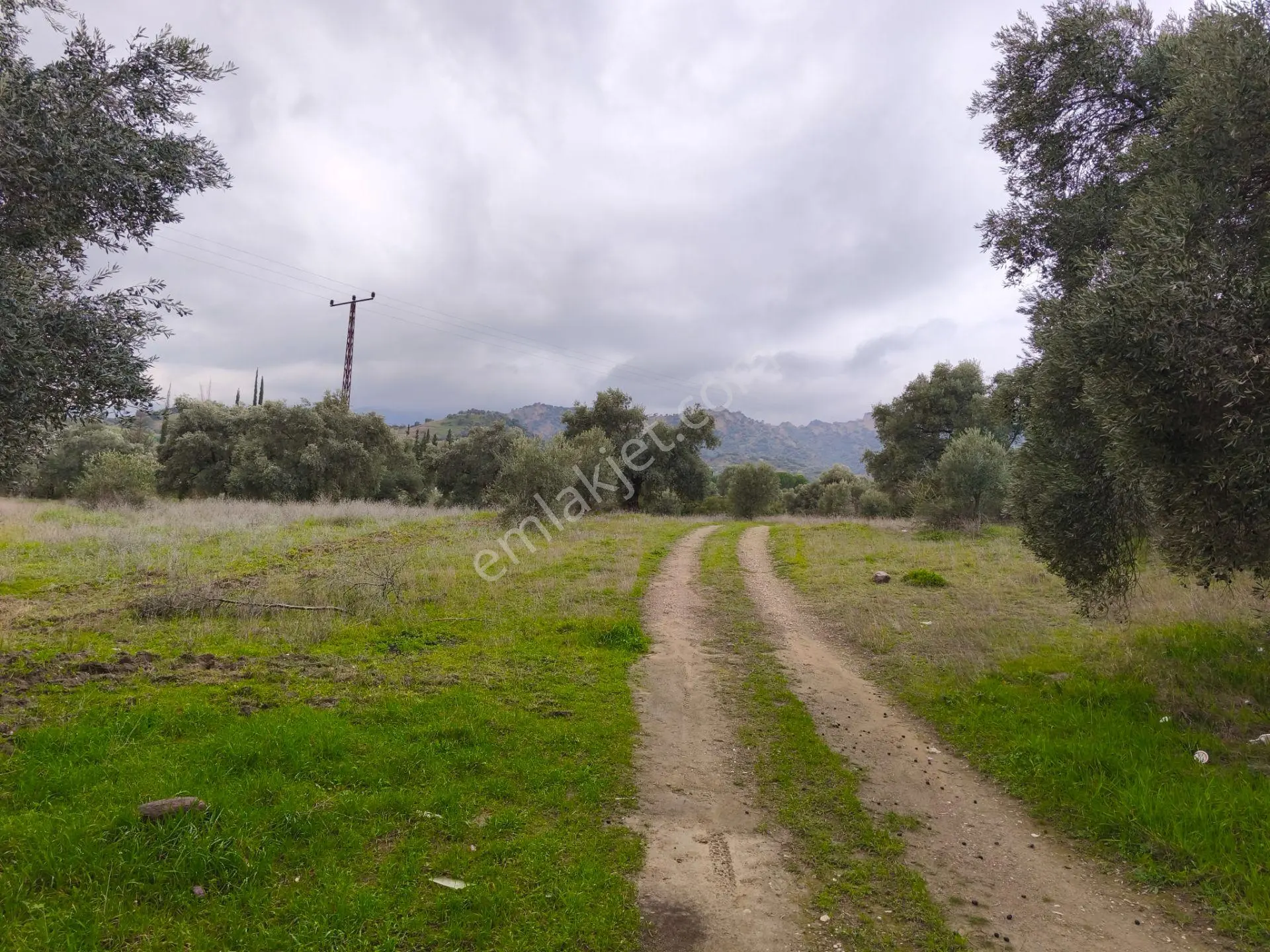 Atça Yağdere'de Yolu Olan Elektrik Hatlı 8.748 M² Zeytinlik - Görsel 2