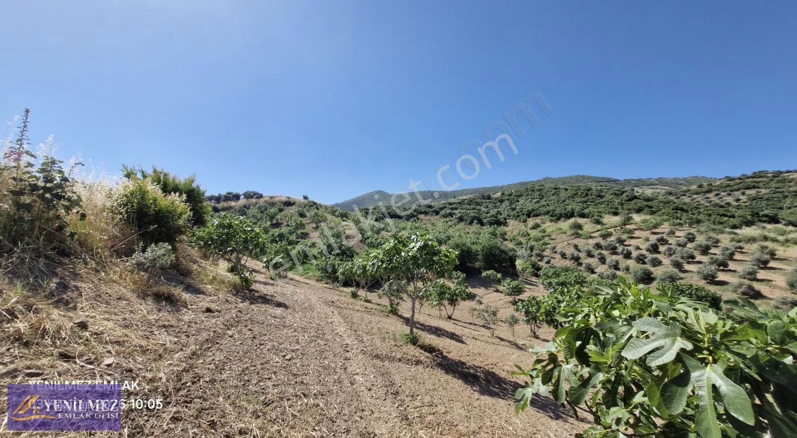 Satılık İncir Ve Zeytin Bahçesi - Görsel 11