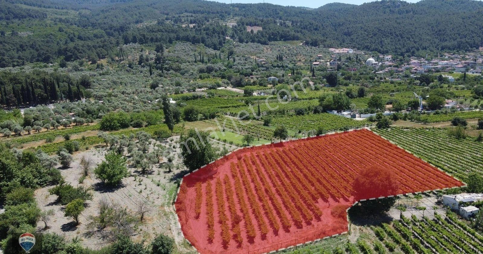 Kuşadası Kirazlı'da Satılık Üzüm Bağı Ana Yola Yakın - Görsel 8