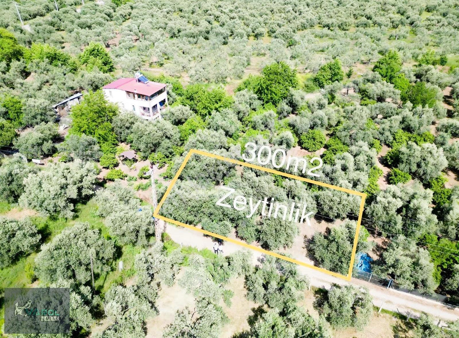 Sahil Yolu Üzerinde 300m2 Yatırıma Uygun Zeytinlik - Görsel 3