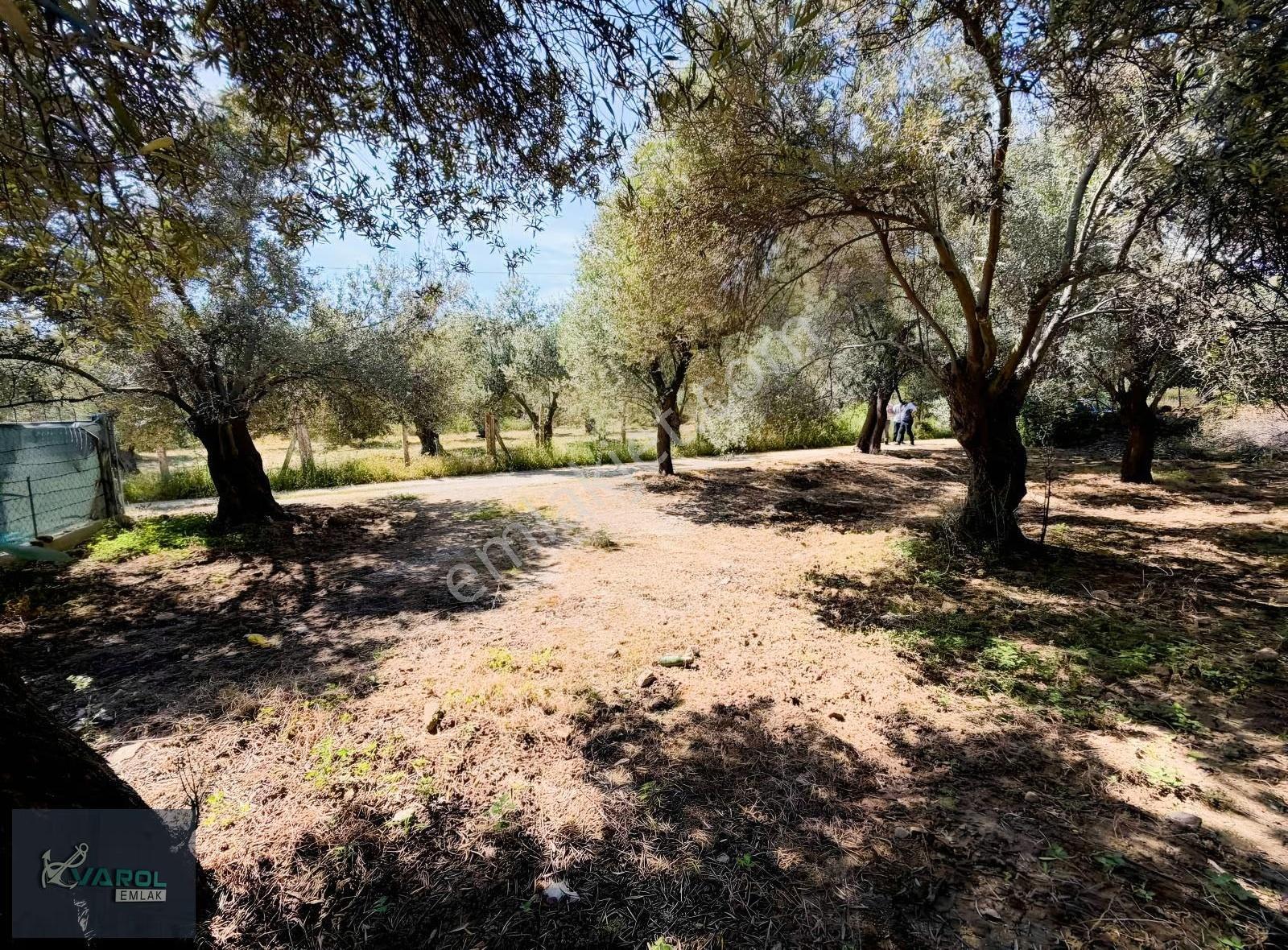 Sahil Yolu Üzerinde 300m2 Yatırıma Uygun Zeytinlik - Görsel 8