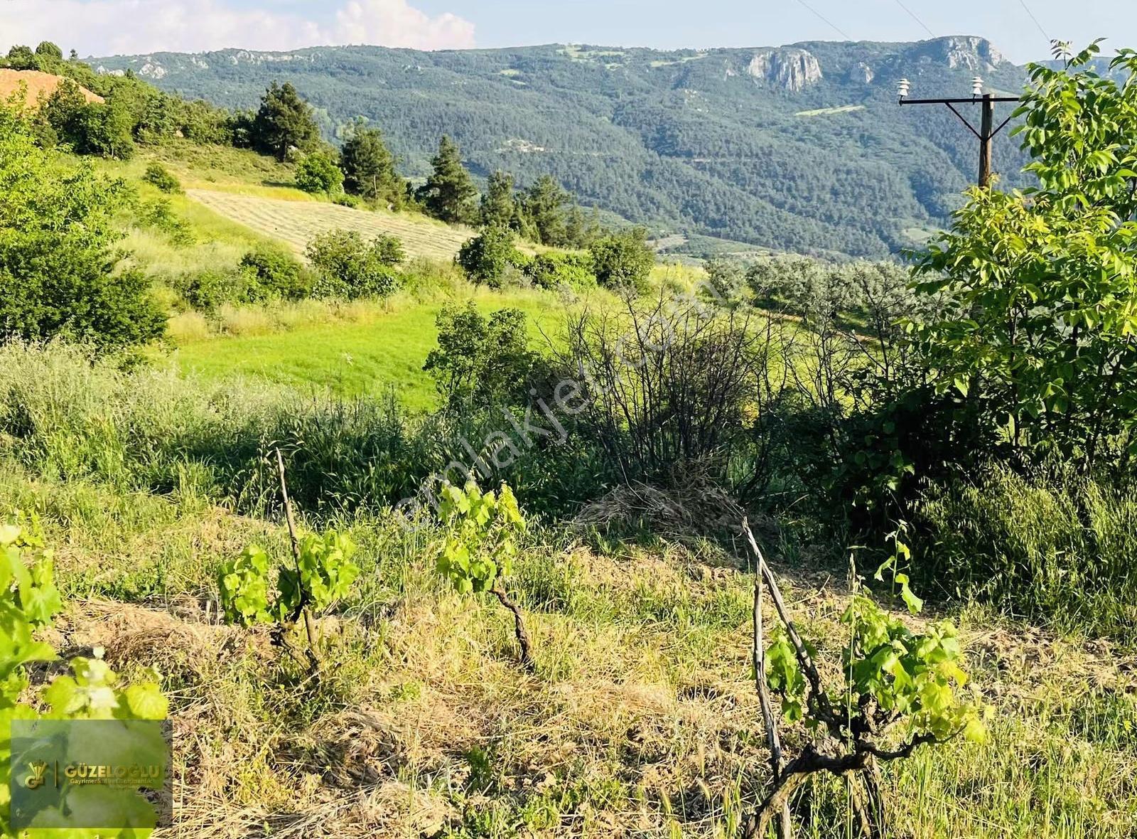 Bilecik Osmaneli Orhaniye'de Üzüm Bağı Elektirik Su Mevcut - Görsel 9