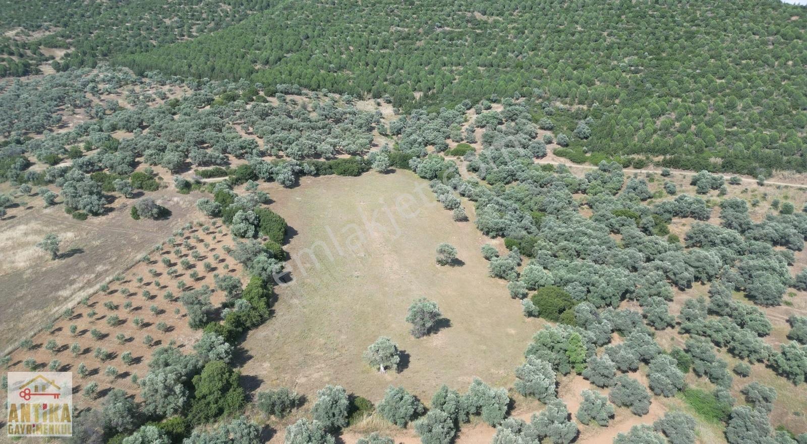 Antika Gayrimenkul'den Şirin Köyde Satılık Zeytinlik - Görsel 20