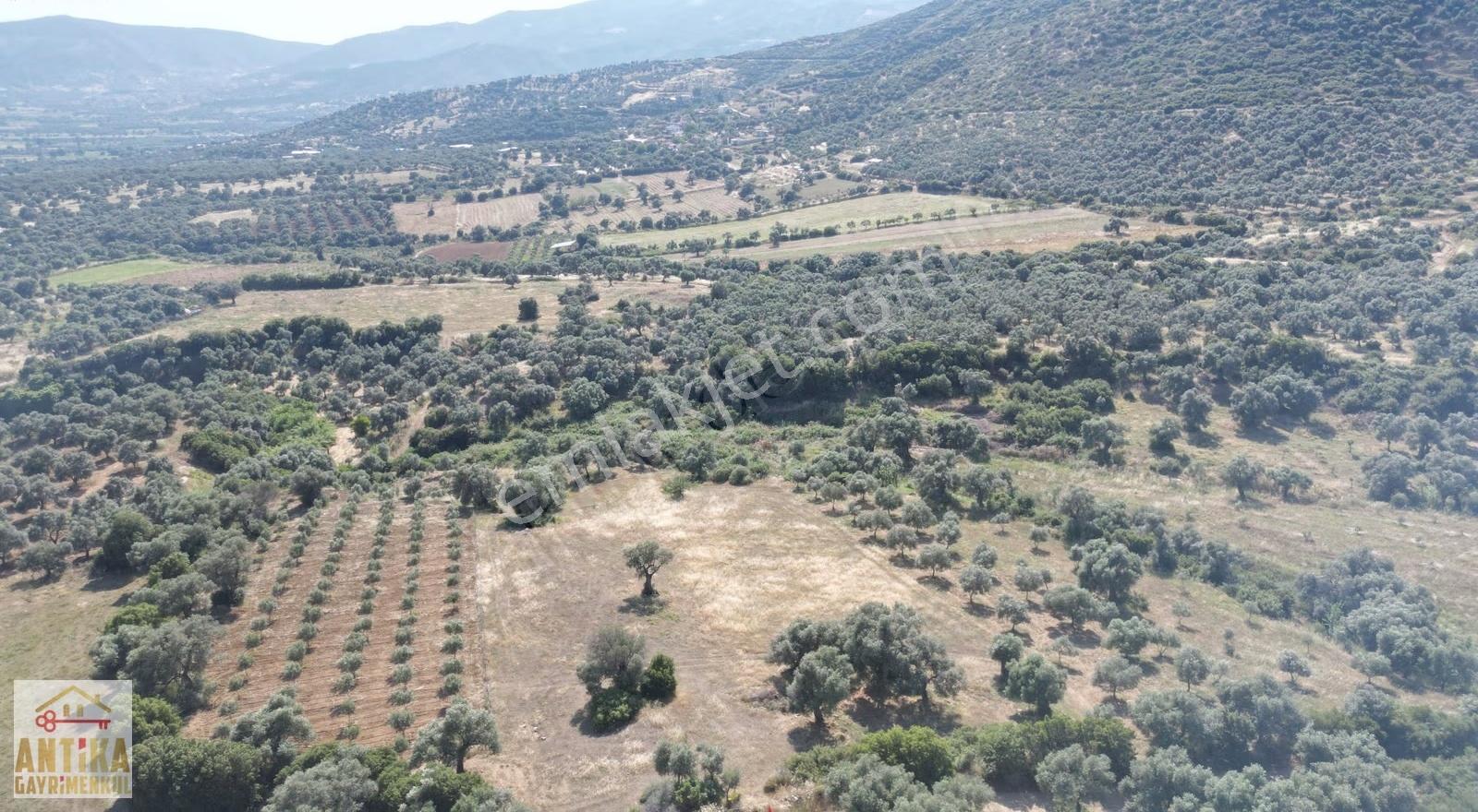Antika Gayrimenkul'den Şirin Köyde Satılık Zeytinlik - Görsel 21