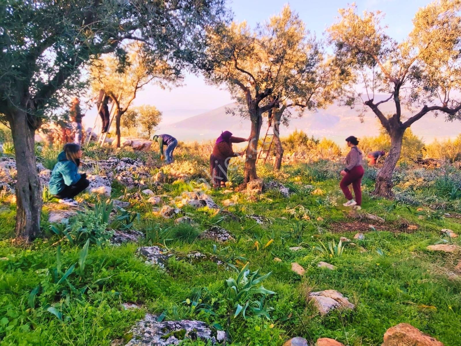 Bugün Zeytinlik, Yarın Ticari Cephe Potansiyeli - Görsel 6