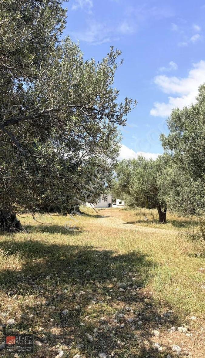 İzmir Bergama Zaytindağ Da Anayola Yakın Satılık Zeytinlik - Görsel 7