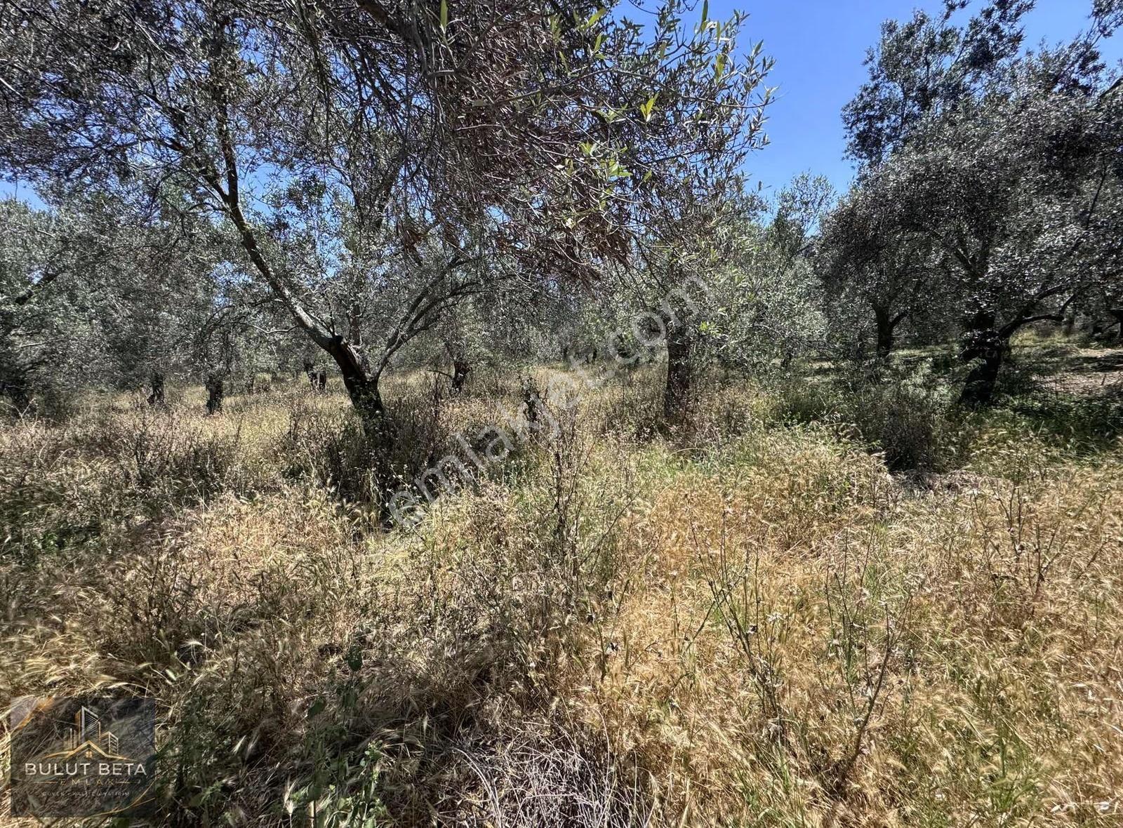 Havran Küçükderede 8.071 M² Satılık Zeytinlik - Görsel 6