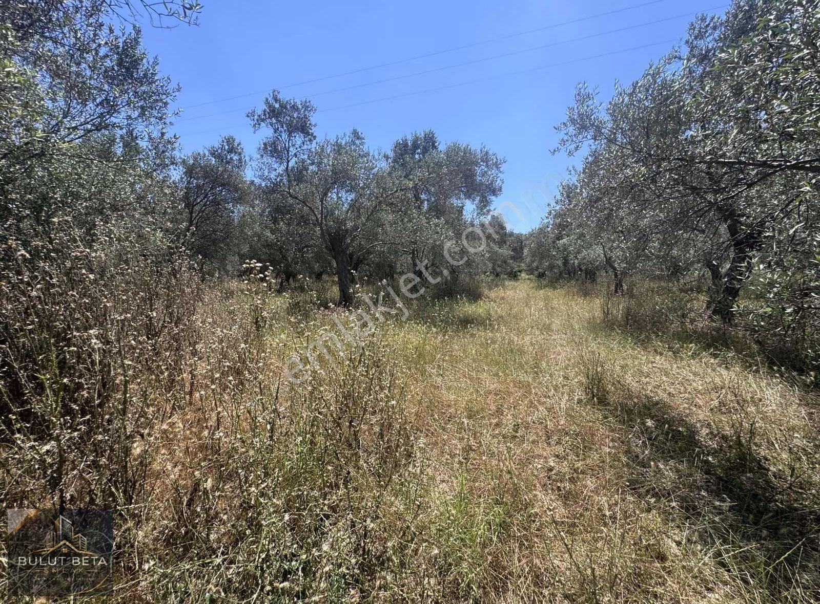 Havran Küçükderede 8.071 M² Satılık Zeytinlik - Görsel 7