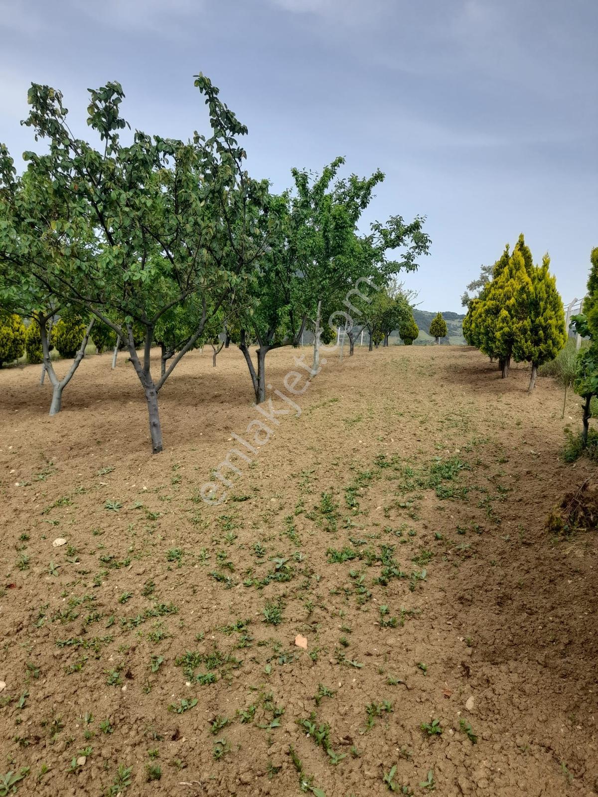 Panoramik Dağ Manzaralı, Meyve Bahçeli Eşsiz Yaşam Alanı - Görsel 19