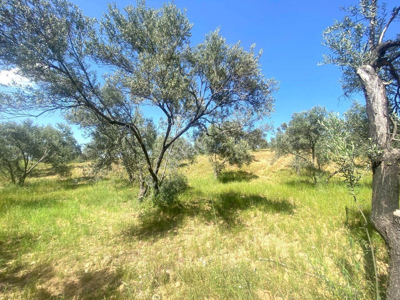 ✸ Aktif’ten Burhaniye Kırtıkta Kadastro Yolu Olan Manzaralı Satılık Zeytinlik - Görsel 27