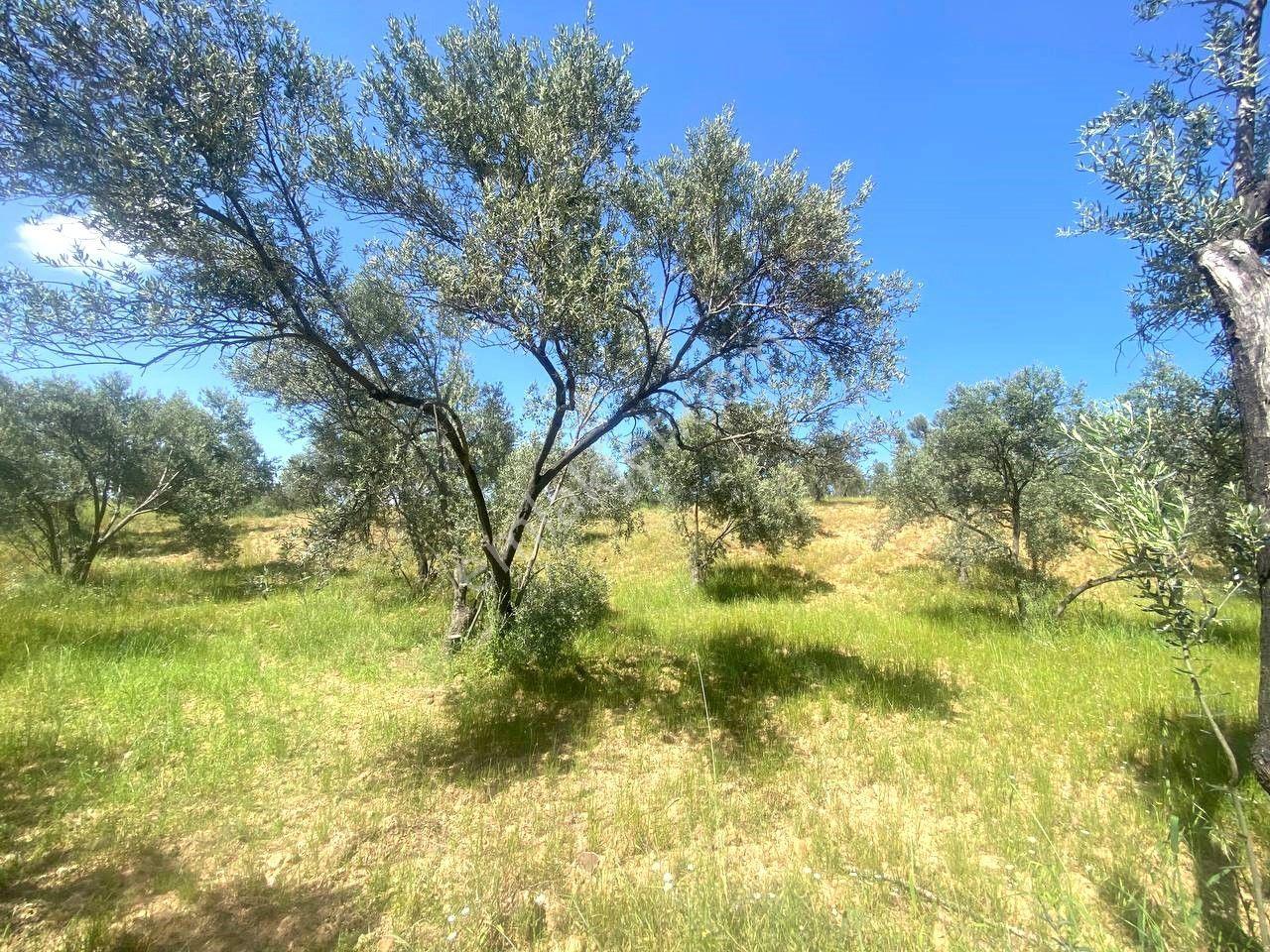 ✸ Aktif’ten Burhaniye Kırtıkta Kadastro Yolu Olan Manzaralı Satılık Zeytinlik - Görsel 26