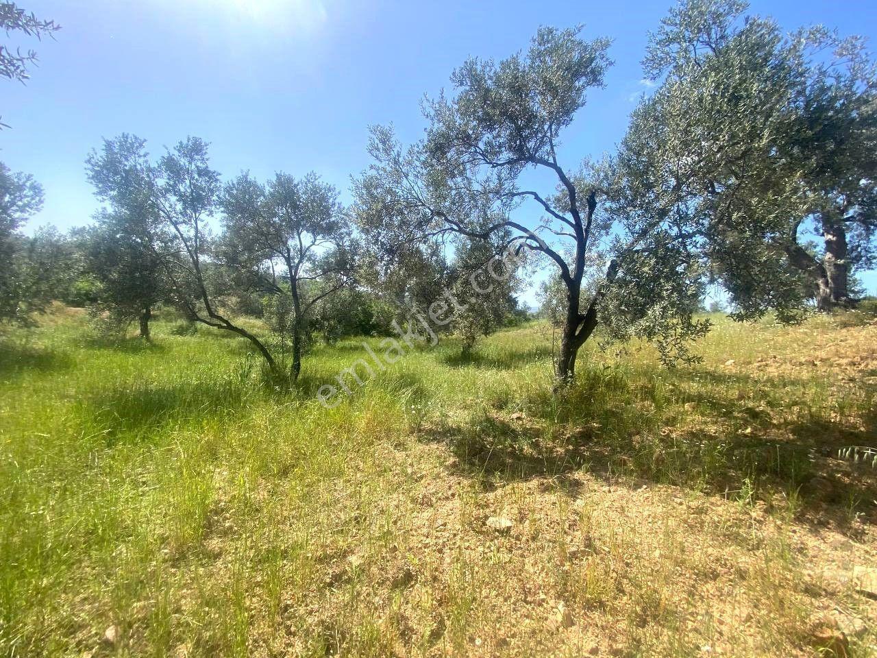 ✸ Aktif’ten Burhaniye Kırtıkta Kadastro Yolu Olan Manzaralı Satılık Zeytinlik - Görsel 9