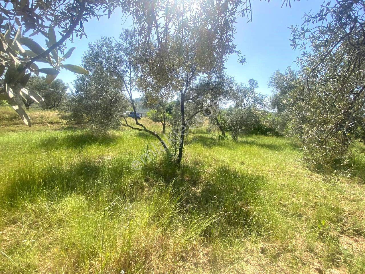 ✸ Aktif’ten Burhaniye Kırtıkta Kadastro Yolu Olan Manzaralı Satılık Zeytinlik - Görsel 2