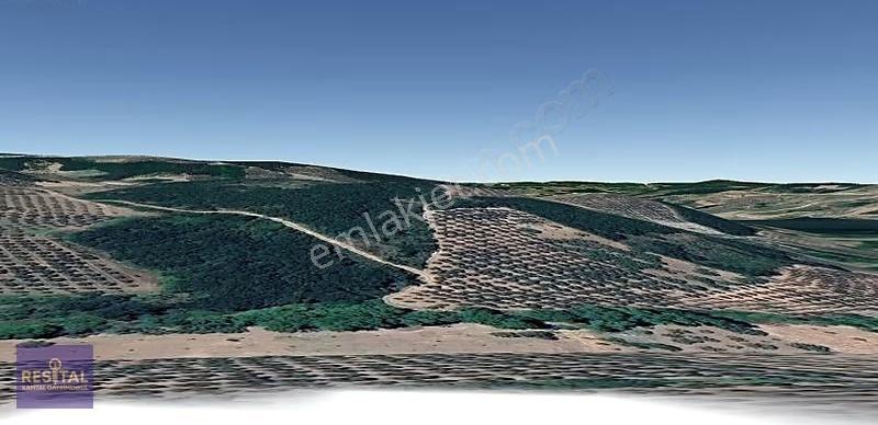 Mudanya Mirzaobada Satılık Yatırımlık Zeytinlik - Görsel 2