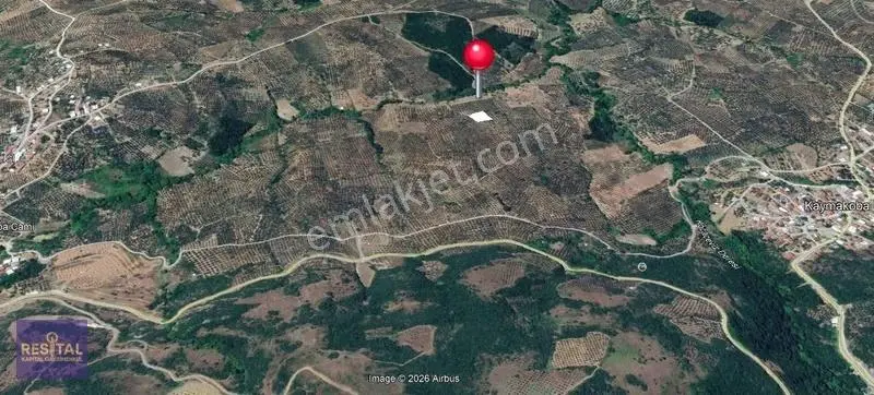Mudanya Mirzaobada Satılık Yatırımlık Zeytinlik