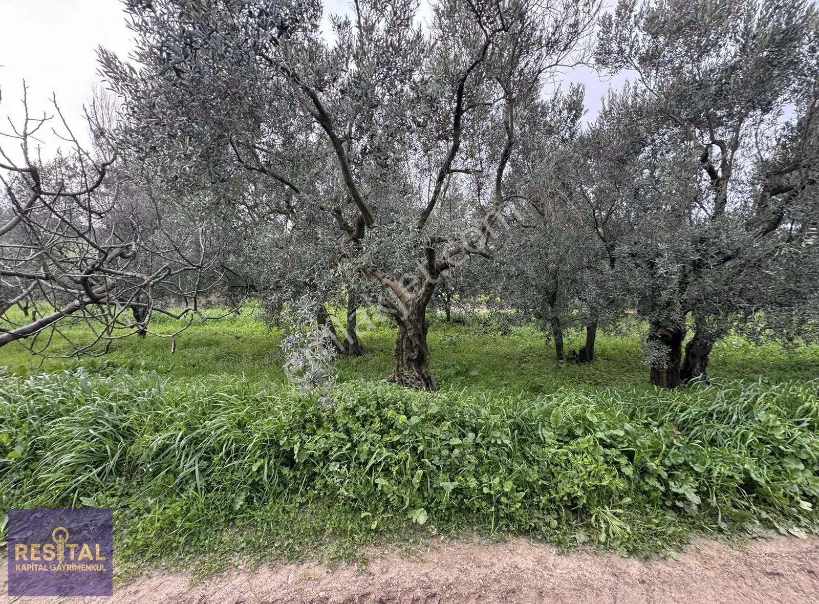 Kapital'den Satılık 233 M2 Bahçe - Görsel 14