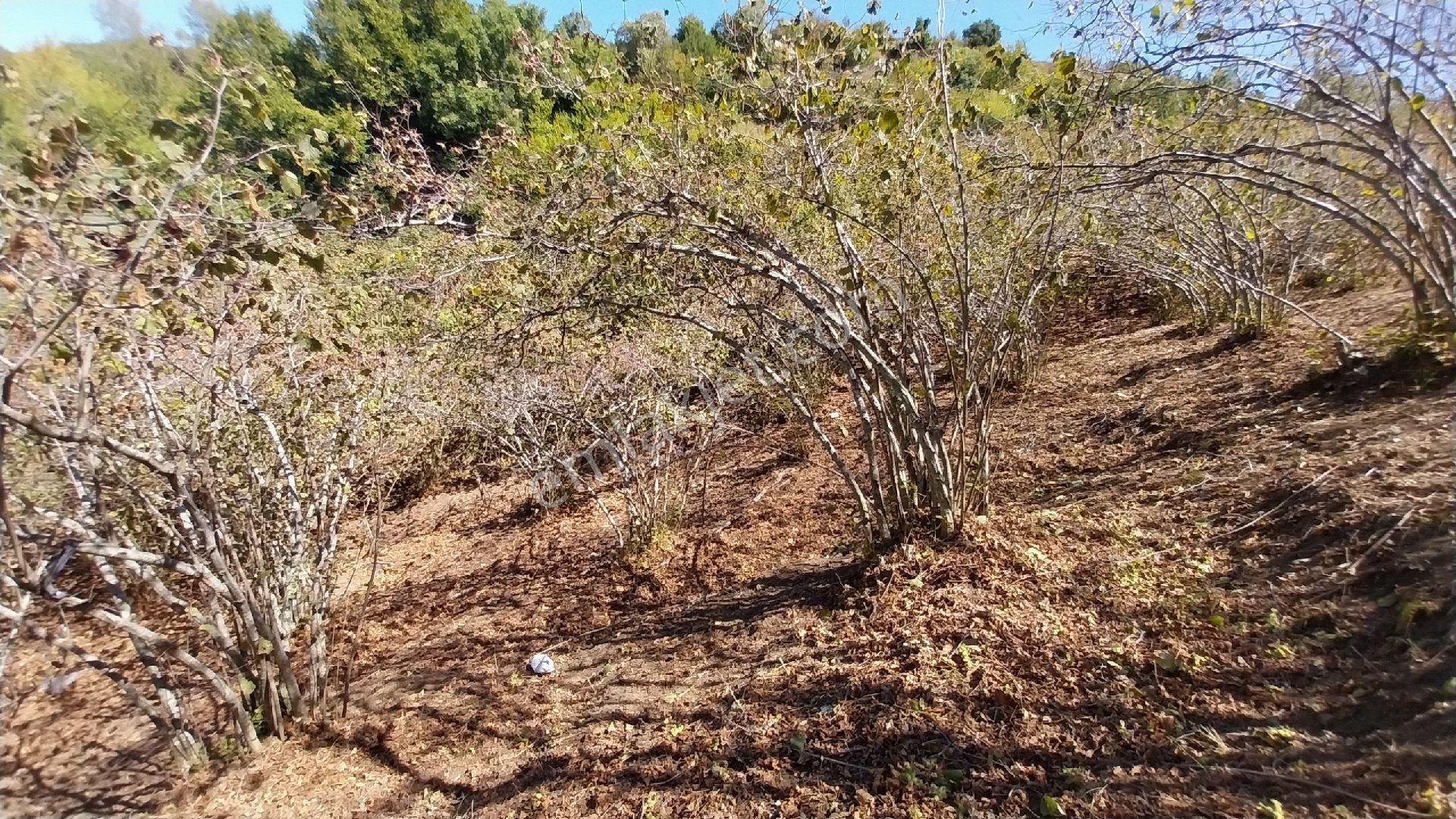 Amasra/kurucaşile'de Deniz Manzaralı 3 Dönüm Fındıklık - Görsel 7