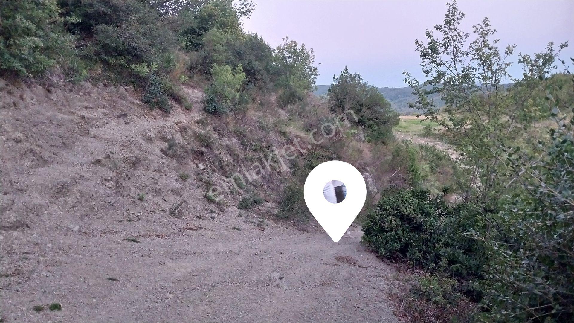 Amasra/kurucaşile'de Deniz Manzaralı 3 Dönüm Fındıklık - Görsel 2