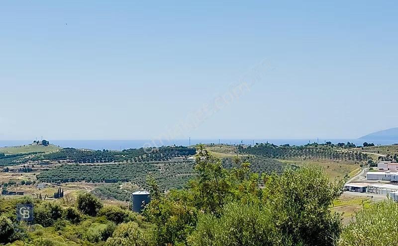Seferihisar Da Bağevi Hayali Olanlara Deniz Manzaralı Zeytinlik - Görsel 4