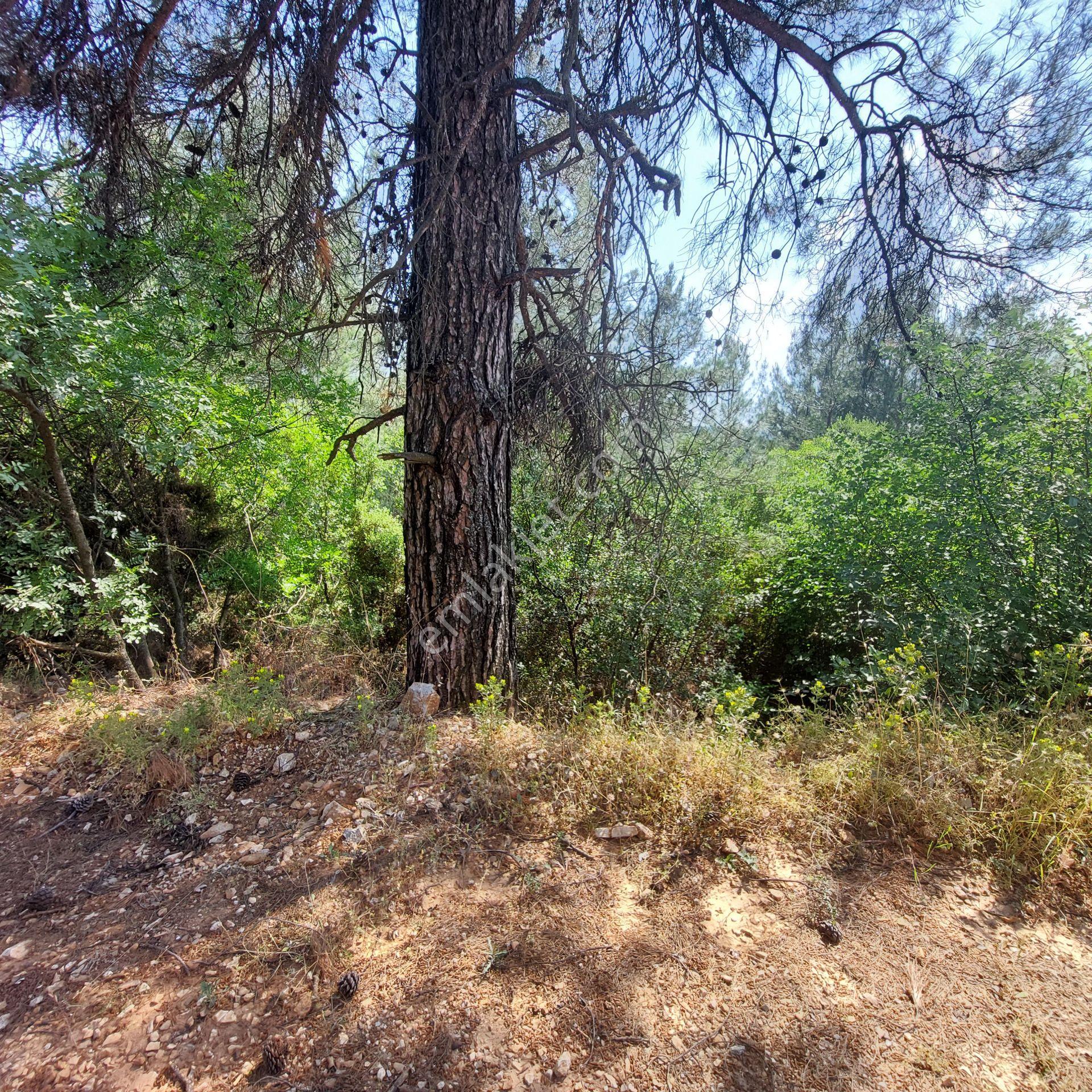 Muğla Merkez Gülağzı Kavsağında 1512.m2 Ticari İmarlı Arsa - Görsel 9