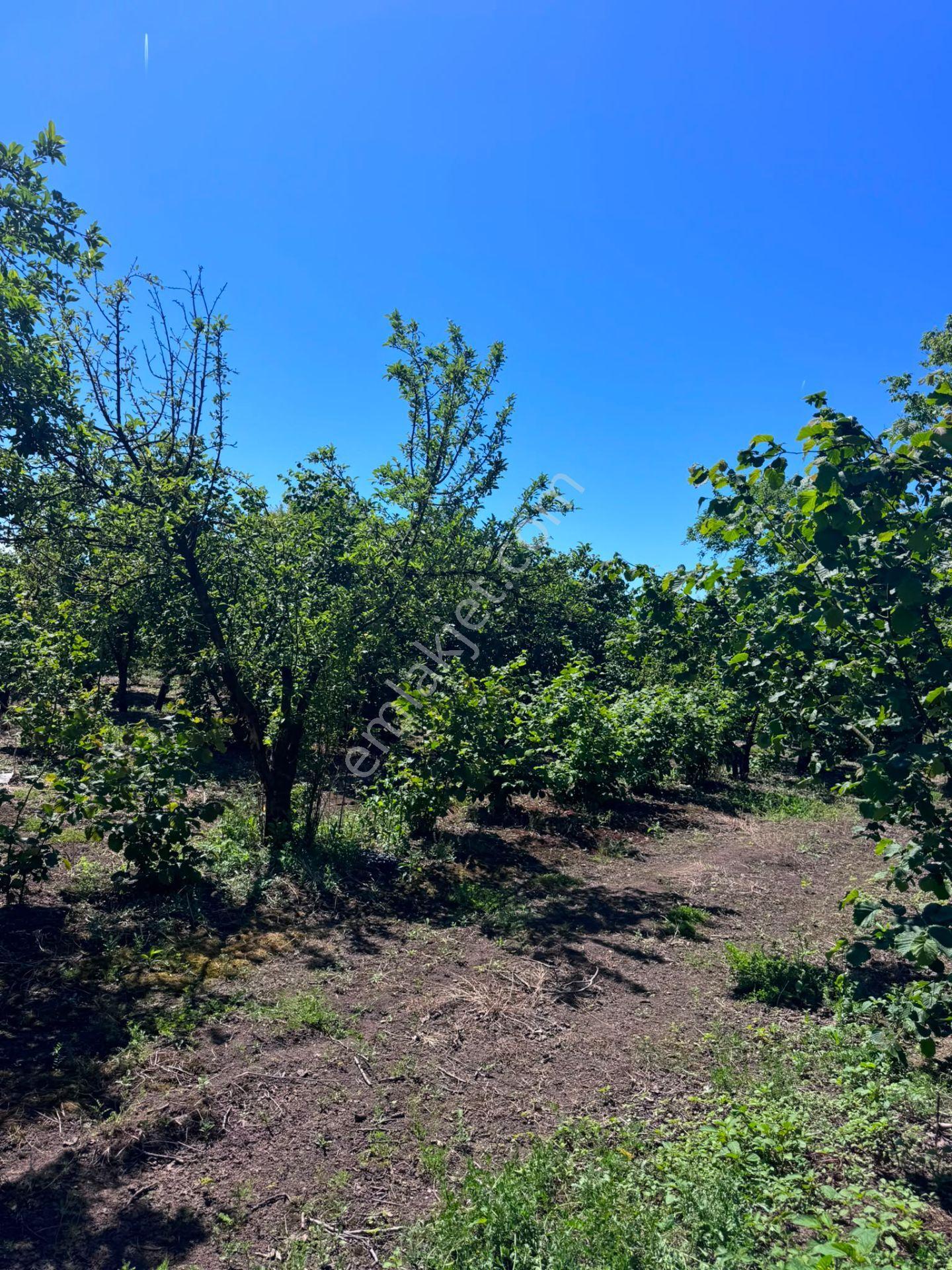Çarşamba Karamustafalı'da Satılık 3469 M² Tarla - Görsel 8