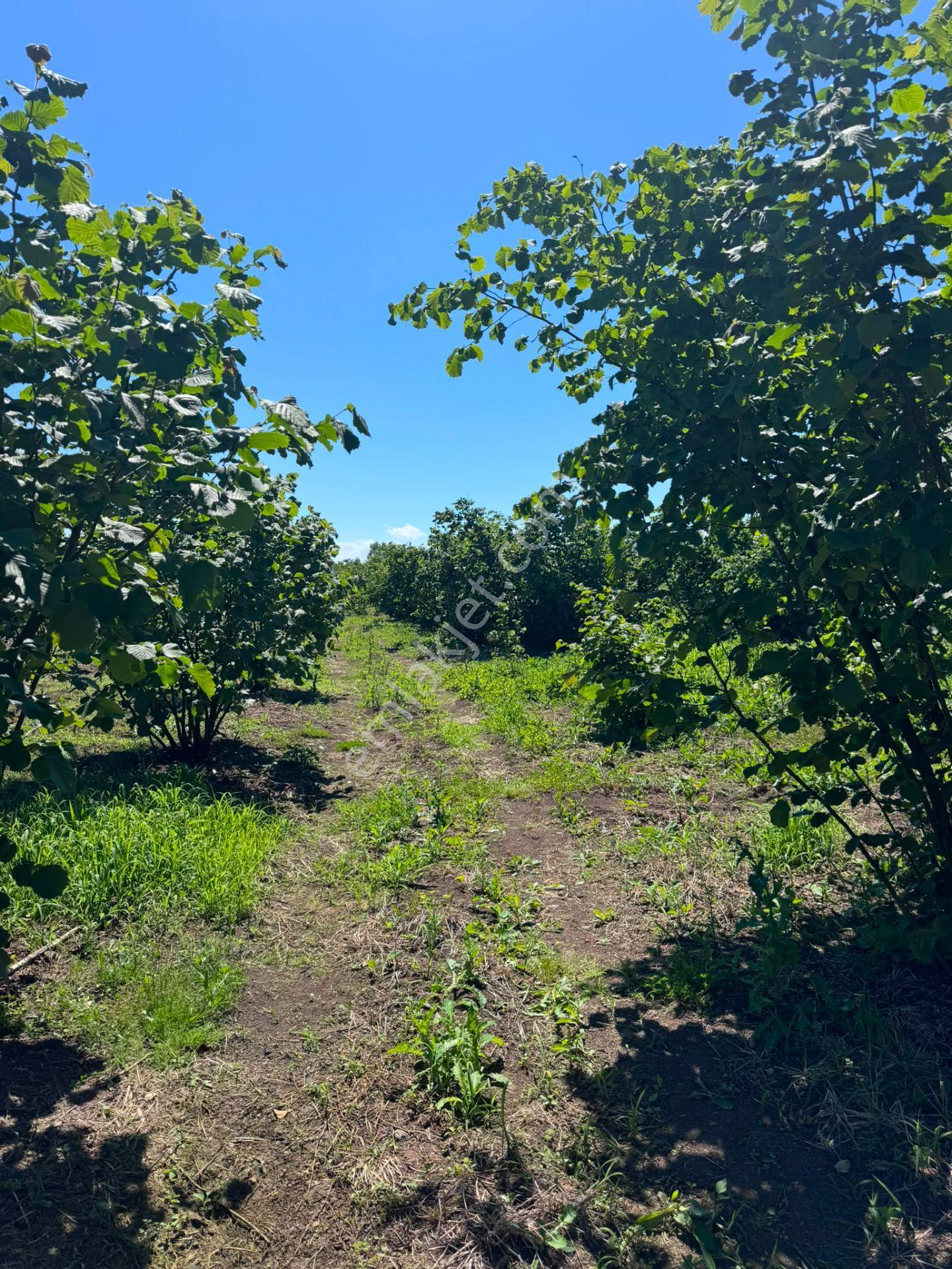 Çarşamba Karamustafalı'da Satılık 3469 M² Tarla - Görsel 9