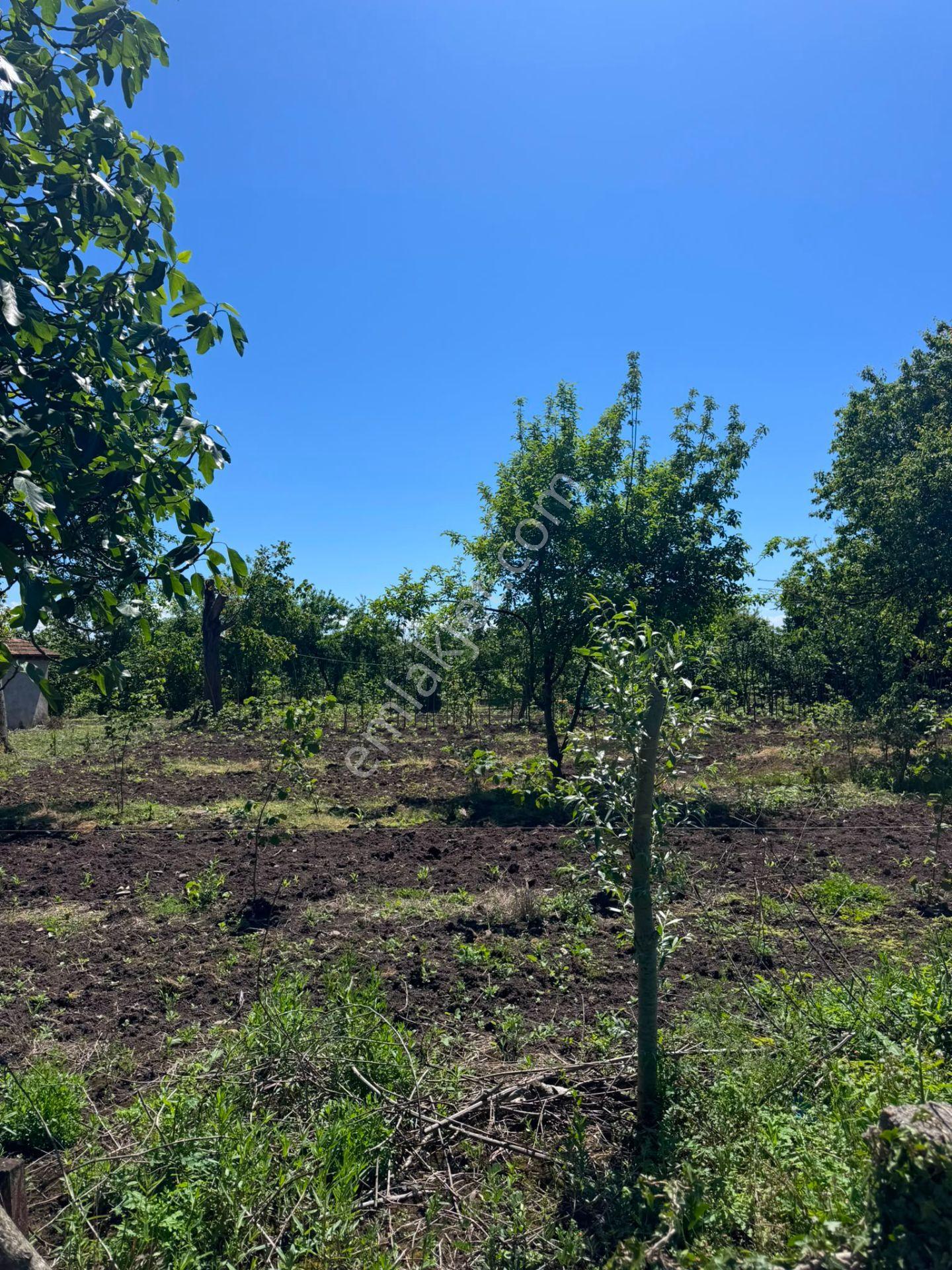 Çarşamba Karamustafalı'da Satılık 3469 M² Tarla - Görsel 11