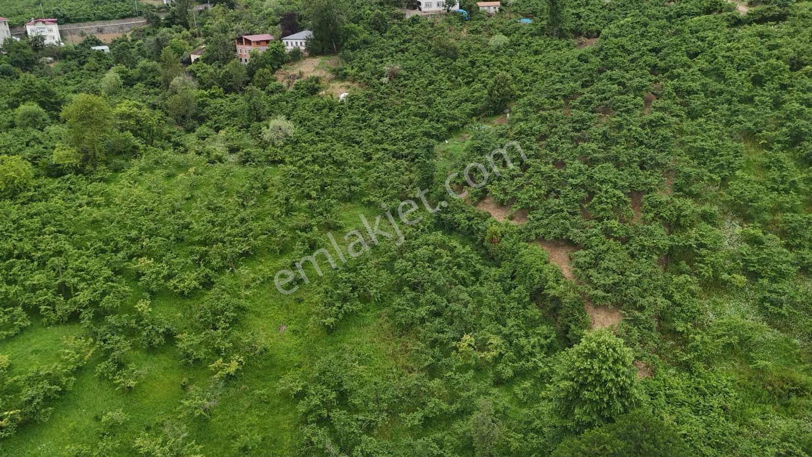 Yalıncak'da Satılık 5269 M2 Arazi - Görsel 5