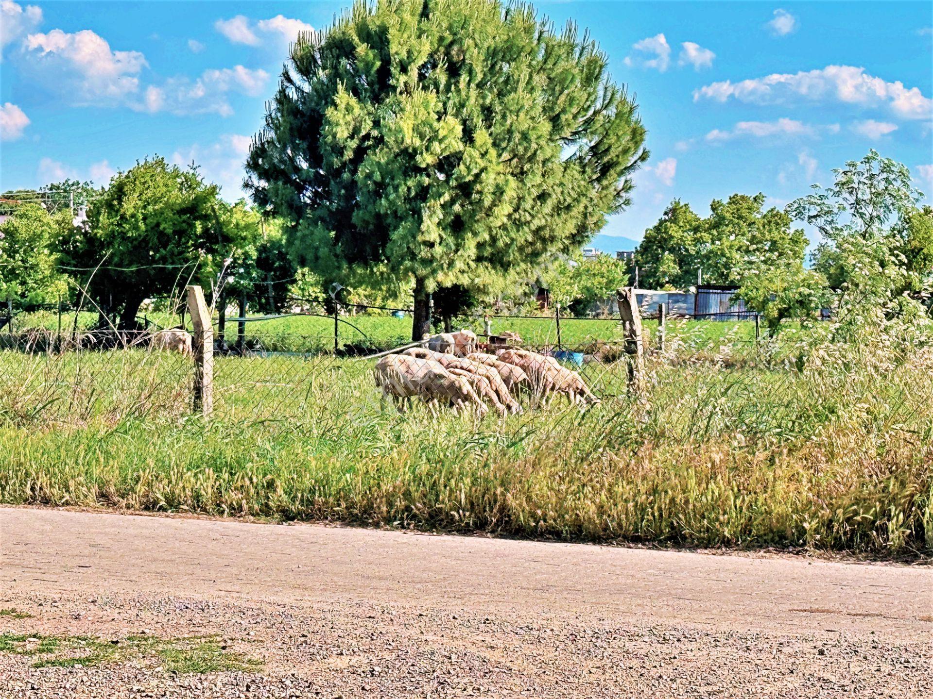 Edremit'te Tek Yetkili Gültaş Emlak'tan Satılık 150 M² 2 Kat İmarlı Arsa - Görsel 33