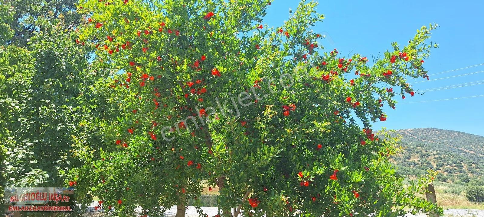 Bilginoğlu Emlaktan Manisa Salihli Zeytin Bahçesi - Görsel 7