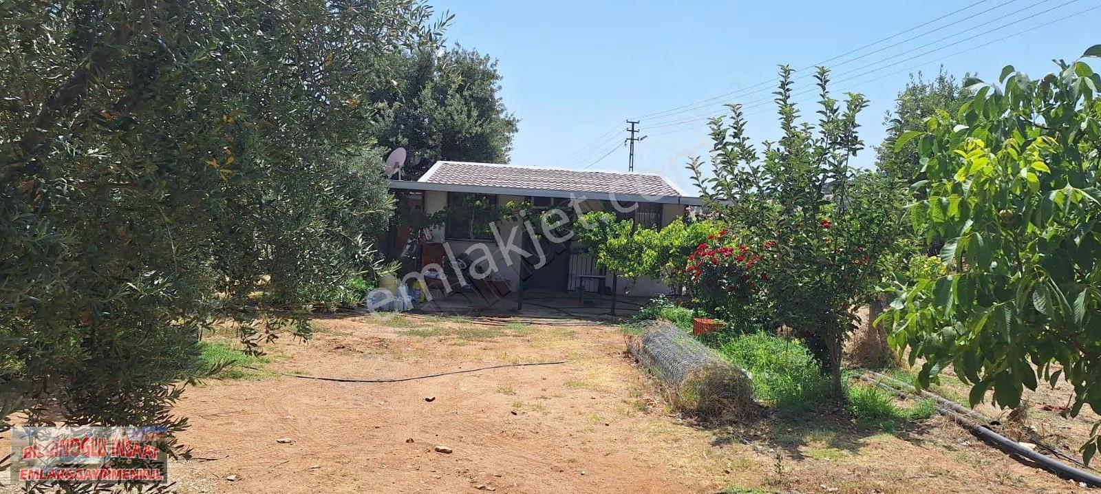 Bilginoğlu Emlaktan Manisa Salihli Zeytin Bahçesi - Görsel 14