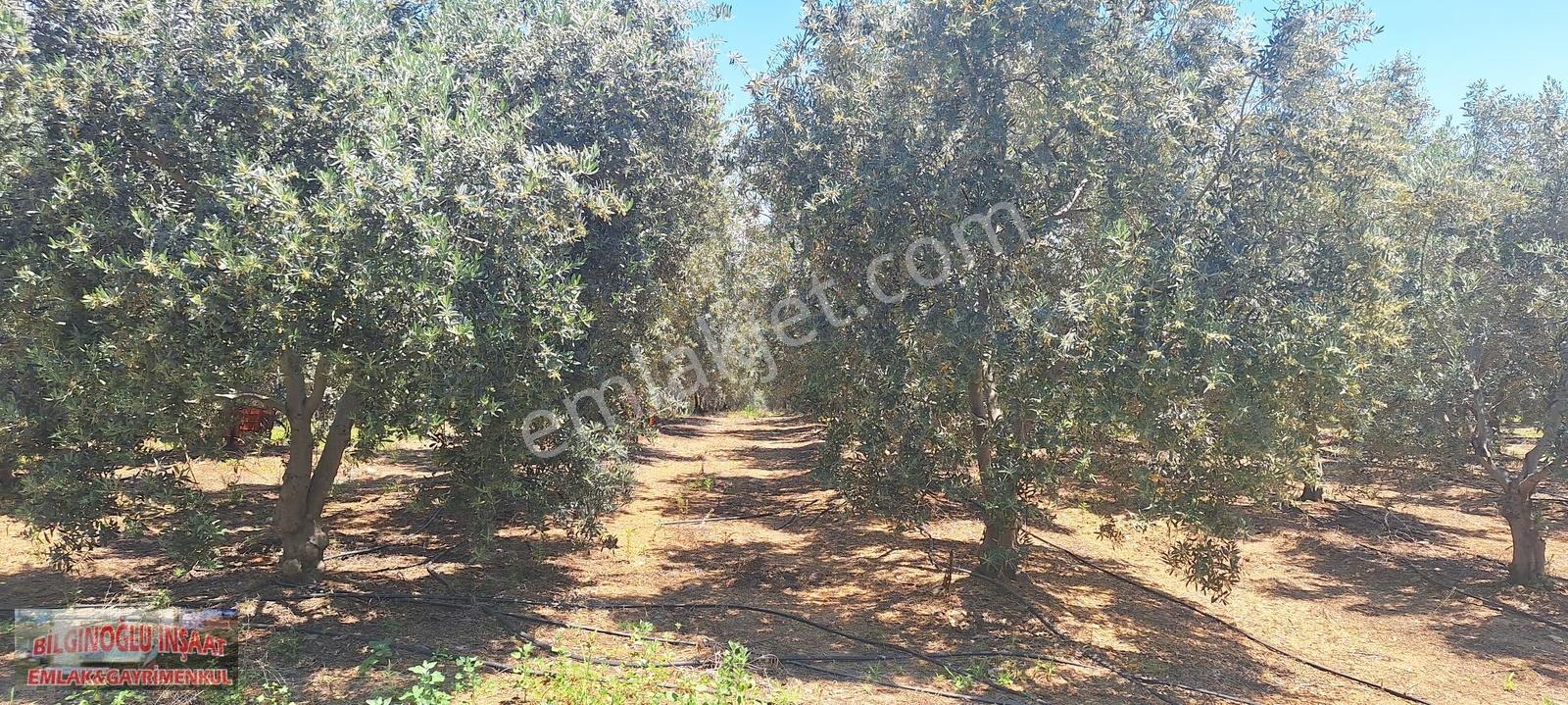 Bilginoğlu Emlaktan Manisa Salihli Zeytin Bahçesi - Görsel 5