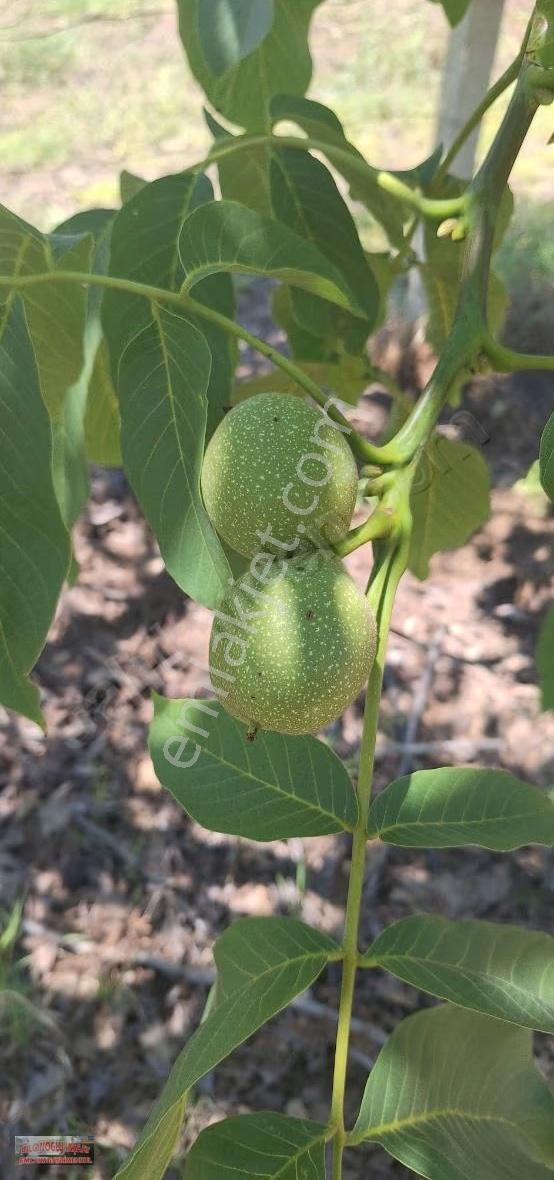 Bilginoğlu Emlaktan Manisa Salihli Zeytin Bahçesi - Görsel 4